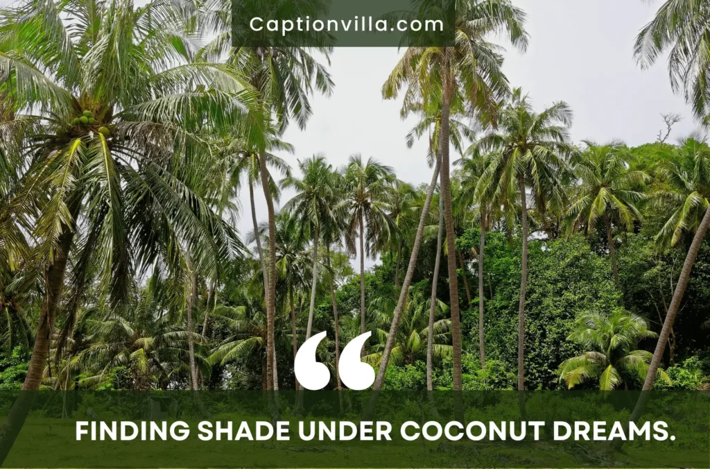 Many trees of coconut with also Coconut Tree Captions for Instagram